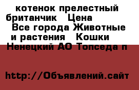 котенок прелестный британчик › Цена ­ 12 000 - Все города Животные и растения » Кошки   . Ненецкий АО,Топседа п.